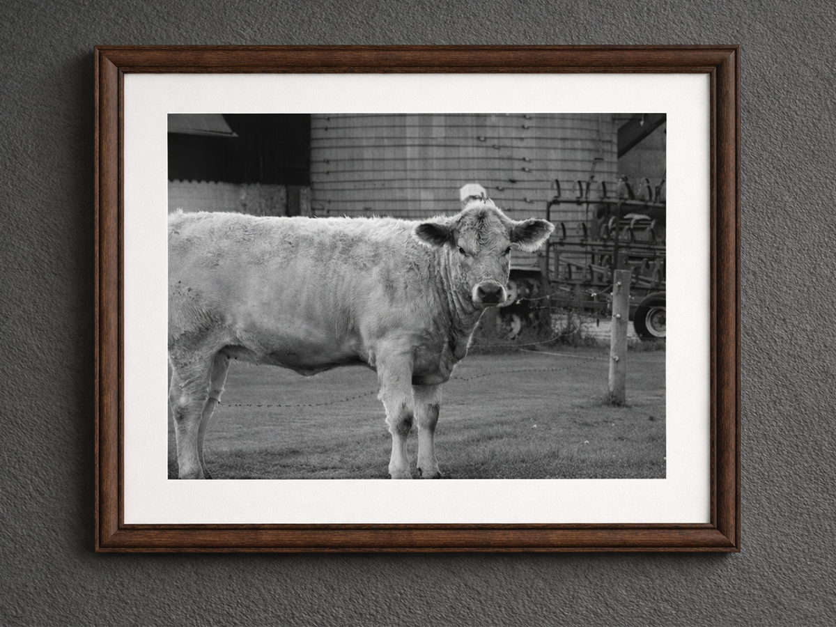 photography of a cow in black and white